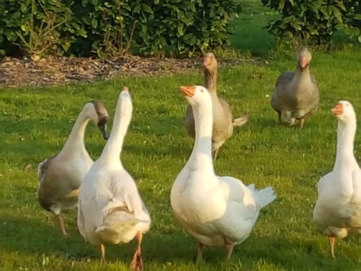 Corte Malpensata Bigarello Farmház